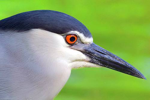 Black crowned night heron by B_cool is licensed under CC BY 2.0